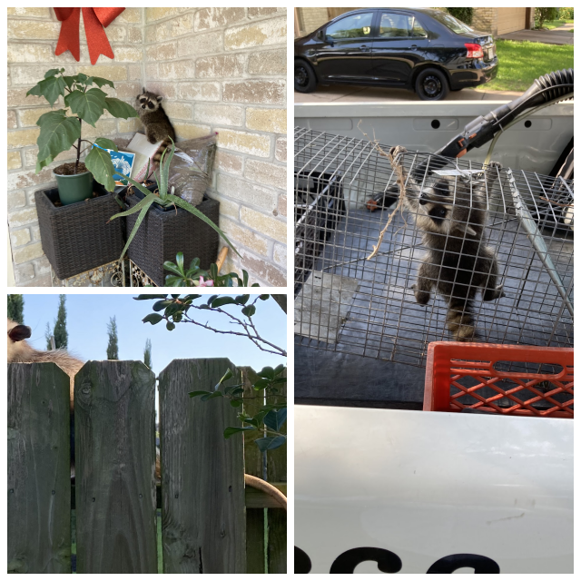 Review Hartz pest control image 295022