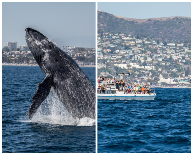Review Davey's locker sportfishing & whale watching image 271866