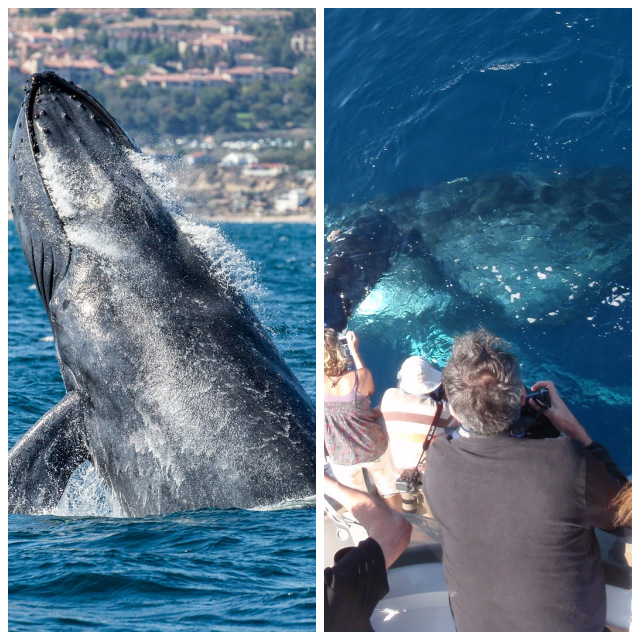 Review Davey's locker sportfishing & whale watching image 271867