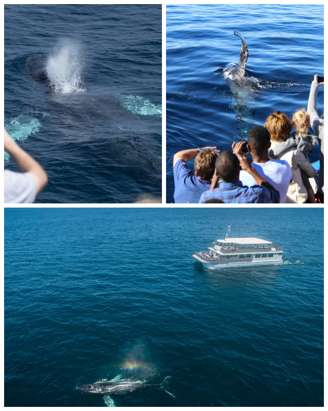 Review Davey's locker sportfishing & whale watching image 271868