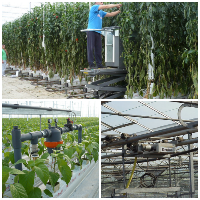 Review CMW Horticulture Ltd. image 159750