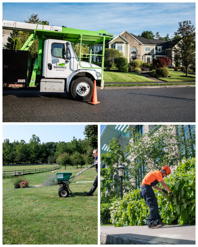 Review Giroud Tree and Lawn image 34734