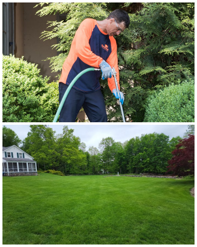 Review Giroud Tree and Lawn image 34735