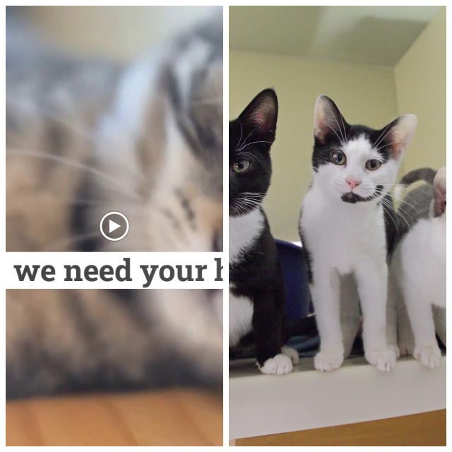 Review Bluebell Ridge (RSPCA) Cat Rehoming Centre image 207349