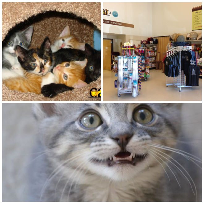 Review Cat Adoption Team image 205188