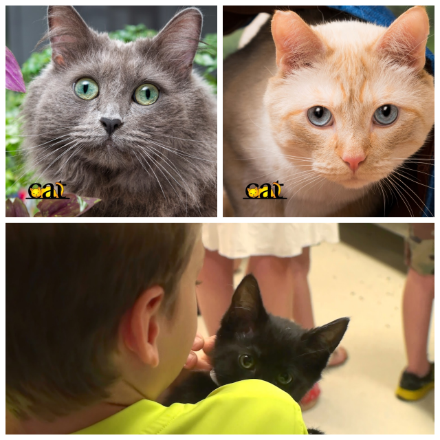 Review Cat Adoption Team image 205191
