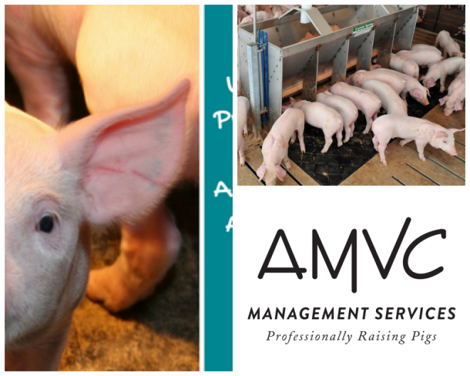 Review Amvc management services, llc image 260942
