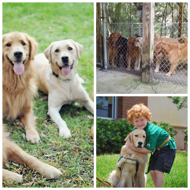 Review NEW HORIZONS SERVICE DOGS image 215833