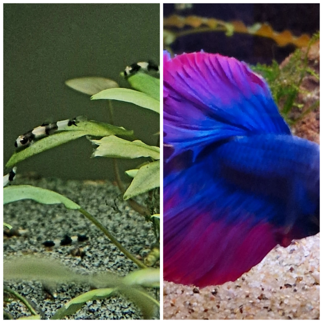 Review Aquarium Coenen B.V. image 190029