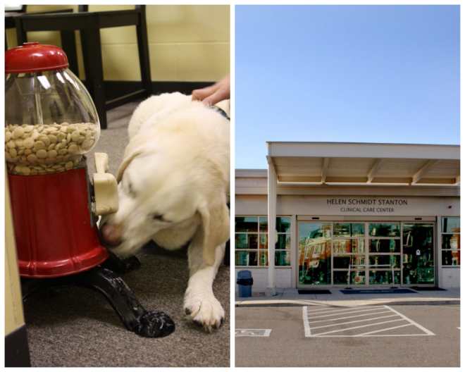 Review Mspca-angell image 242876