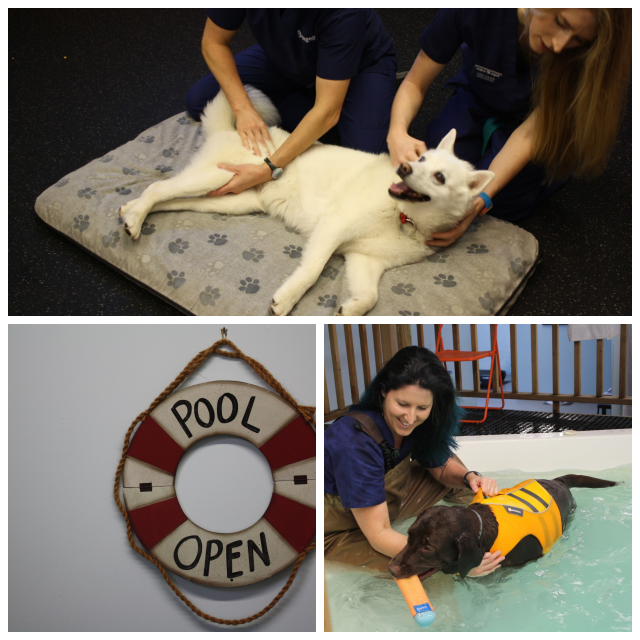 Review Mspca-angell image 242877