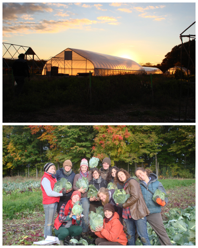 Review MSU Student Organic Farm image 45511
