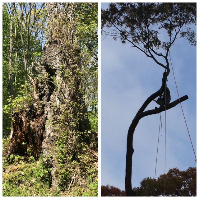 Review Sandweiss Tree Svc Inc image 12724