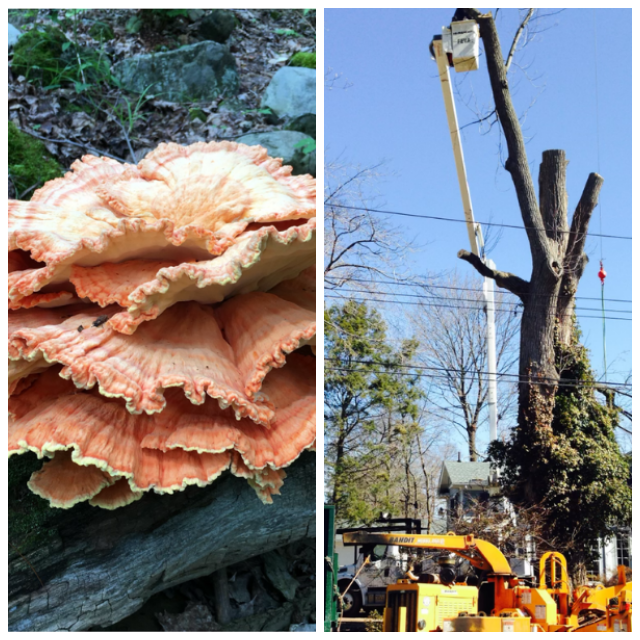 Review Sandweiss Tree Svc Inc image 12725