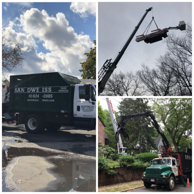 Review Sandweiss Tree Svc Inc image 12726