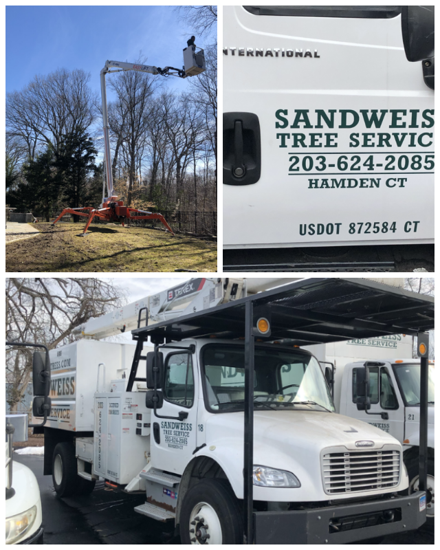 Review Sandweiss Tree Svc Inc image 12727