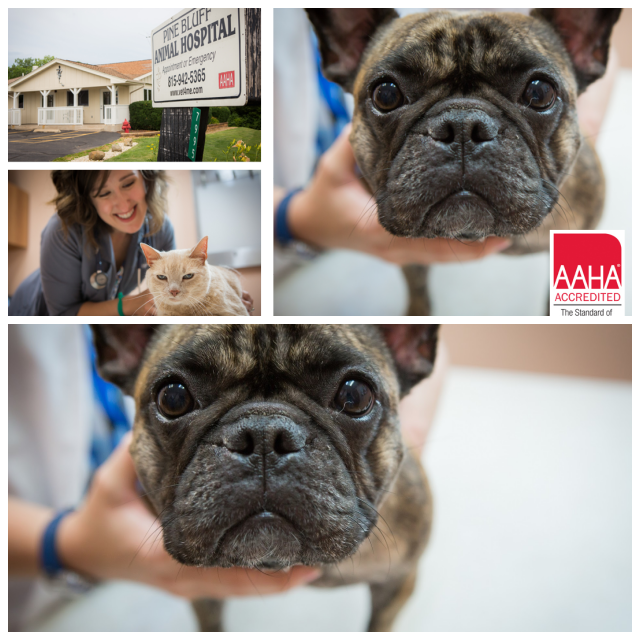 Review Pine bluff animal hospital image 337143