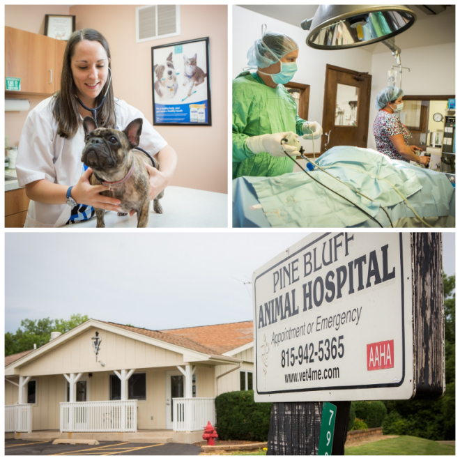 Review Pine bluff animal hospital image 337144