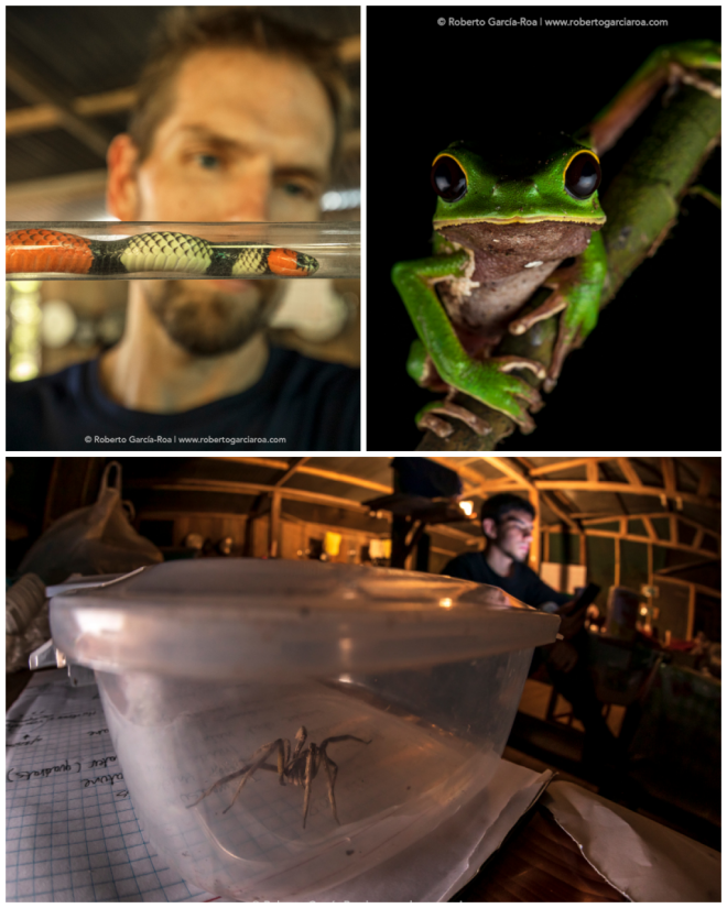 Review Fauna Forever Tambopata image 9594