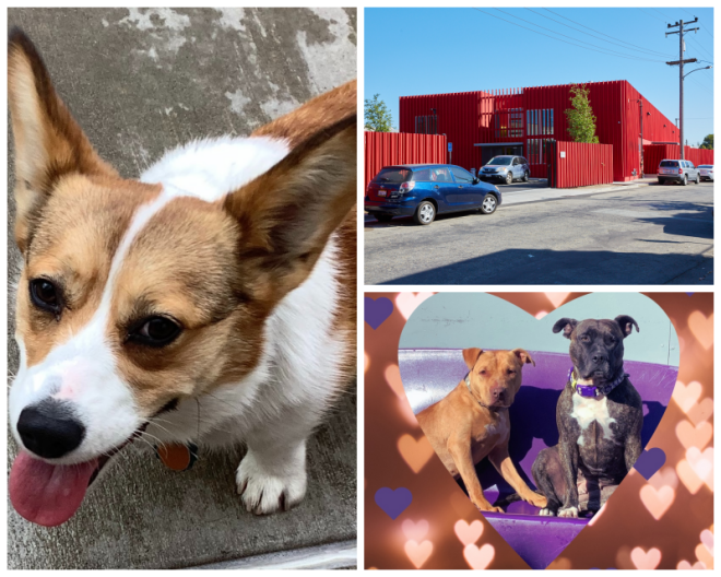Review Happy Hound Play & Daycare image 70967