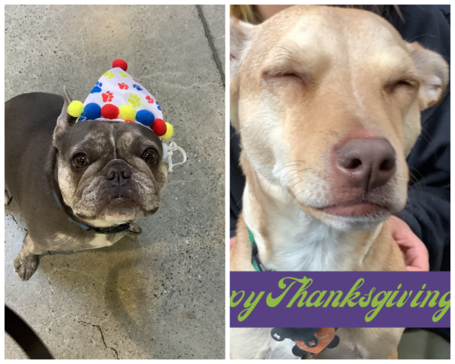 Review Happy Hound Play & Daycare image 70968