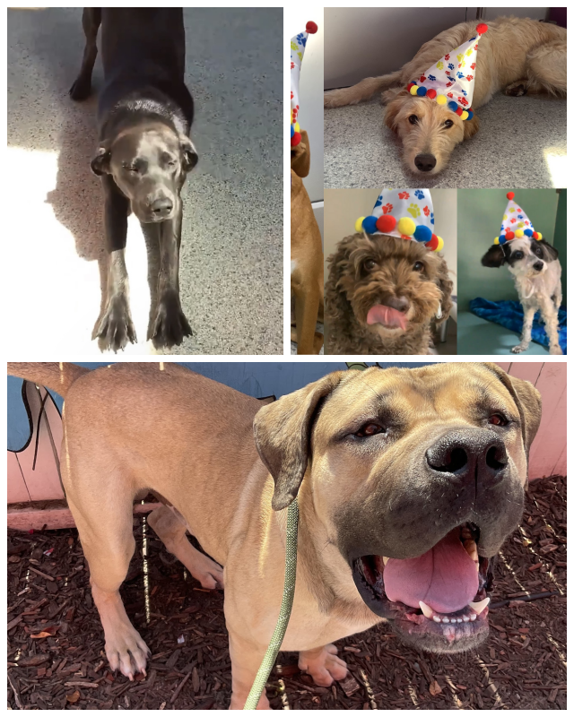 Review Happy Hound Play & Daycare image 70969