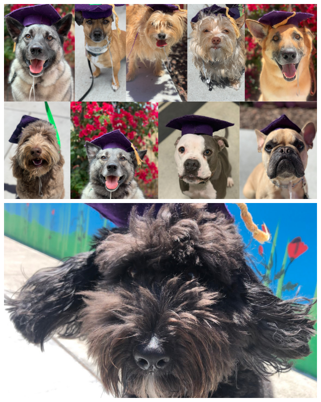 Review Happy Hound Play & Daycare image 70970