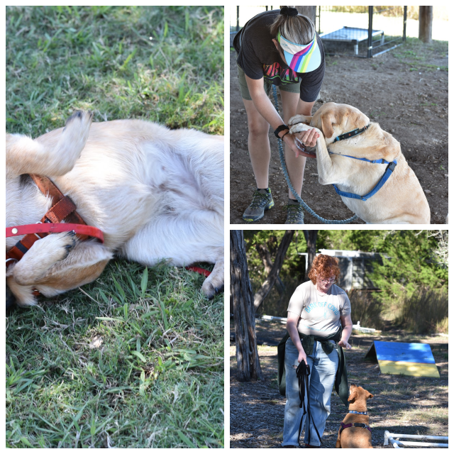 Review The Canine Center for Training and Behavior image 162710