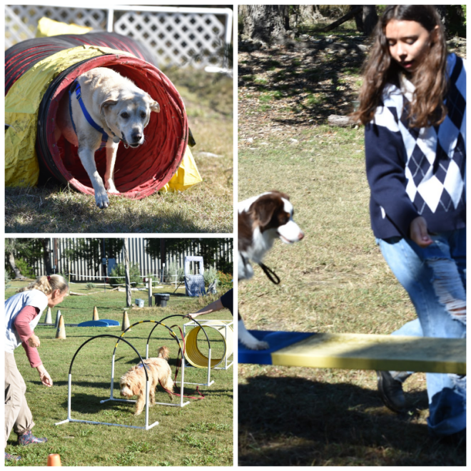Review The Canine Center for Training and Behavior image 162711