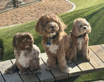 Review Texas Tuff Artificial Grass image 359979