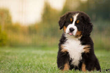 Review Pets, image 358010