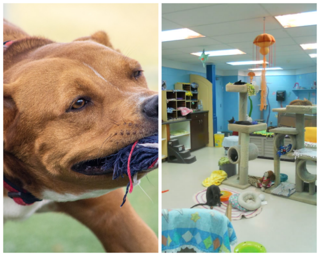 Review Vanderburgh Humane Society image 81173