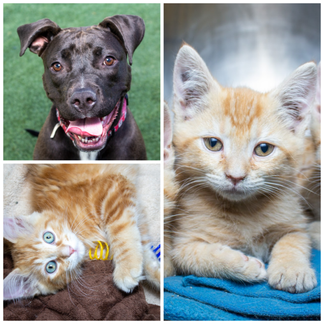 Review Vanderburgh Humane Society image 81174