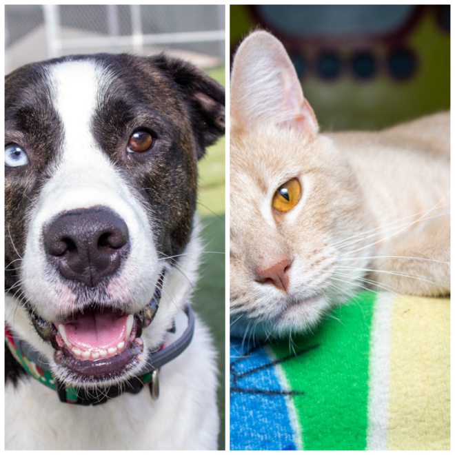 Review Vanderburgh Humane Society image 81175