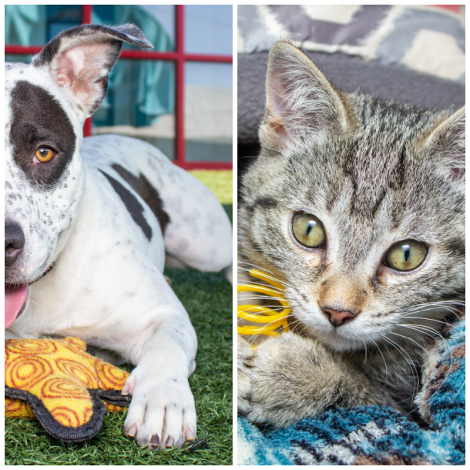 Review Vanderburgh Humane Society image 81176