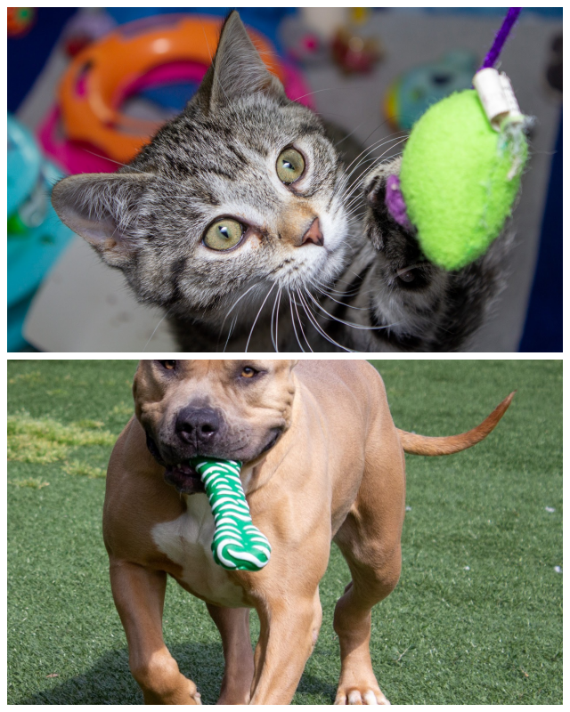 Review Vanderburgh Humane Society image 81177