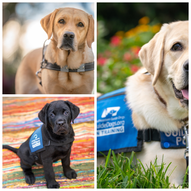 Review Southeastern Guide Dogs image 26126