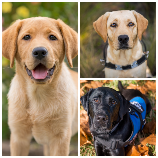 Review Southeastern Guide Dogs image 26127
