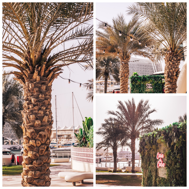 Review Aisa De Cuba Abu Dhabi UAE image 60150