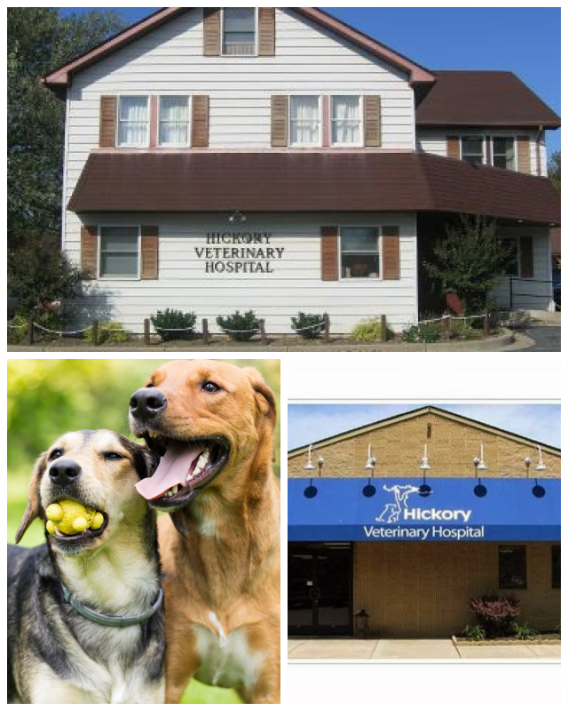 Review Hickory veterinary complex image 296691