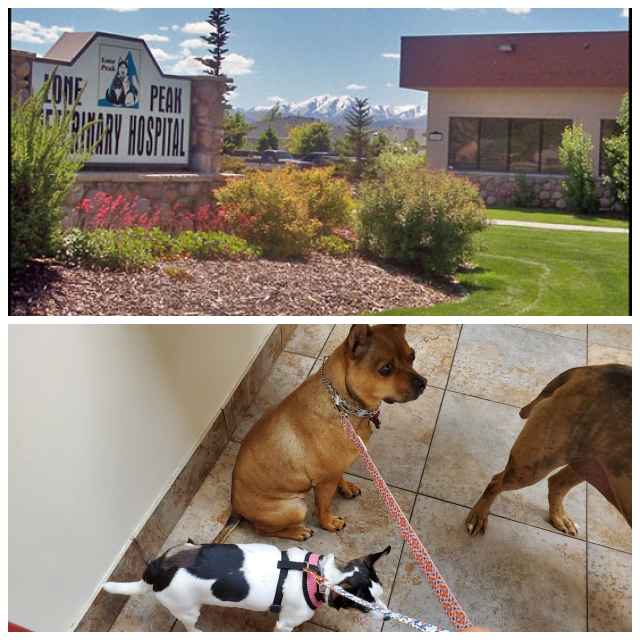 Review Lone peak veterinary hospital image 314596