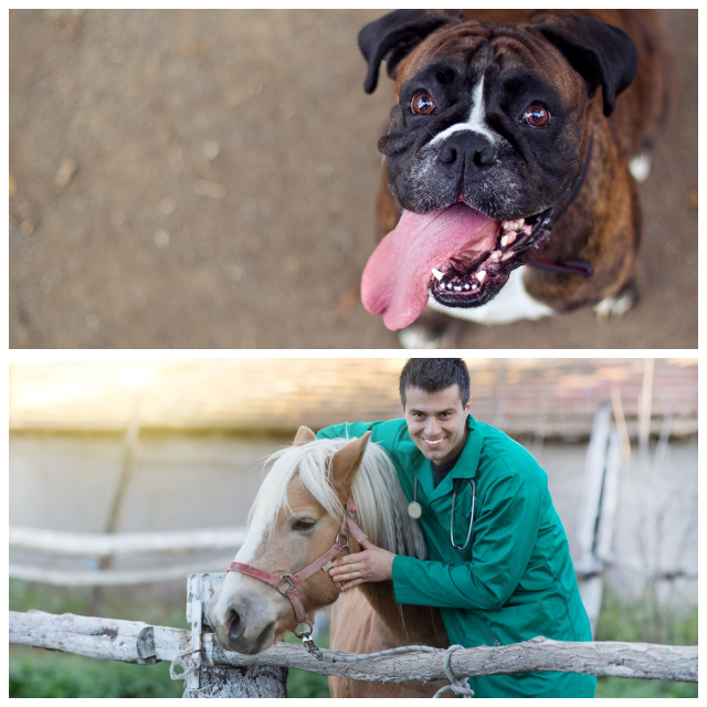 Review Lillington veterinary hospital image 311558