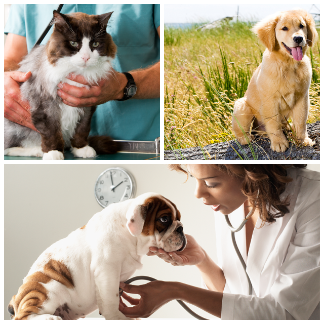 Review Lillington veterinary hospital image 311559