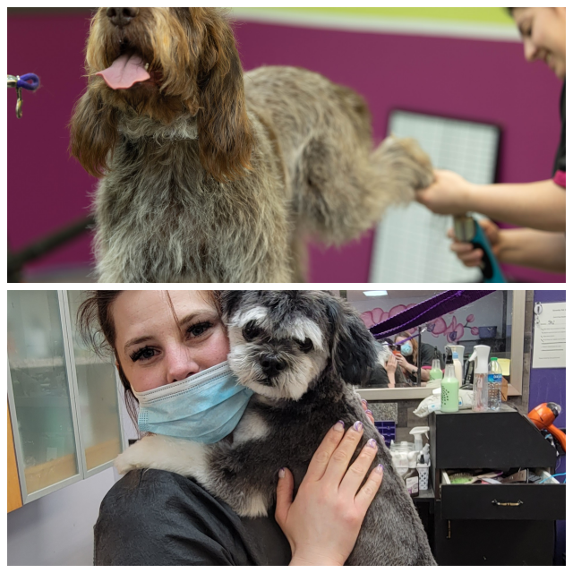 Review Serenity pet spa image 352399