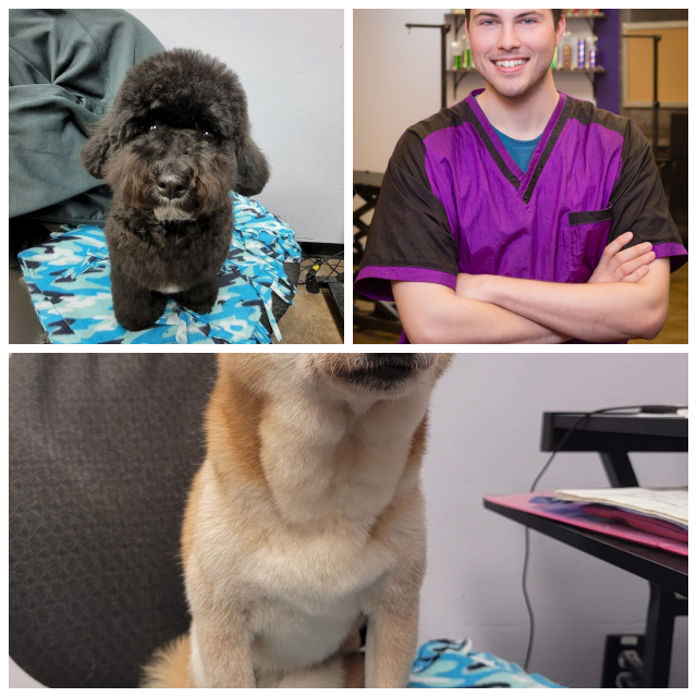 Review Serenity pet spa image 352400