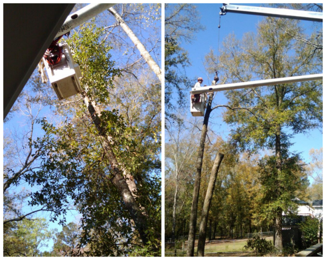 Review Cain's Tree & Landscape, Inc. image 40223
