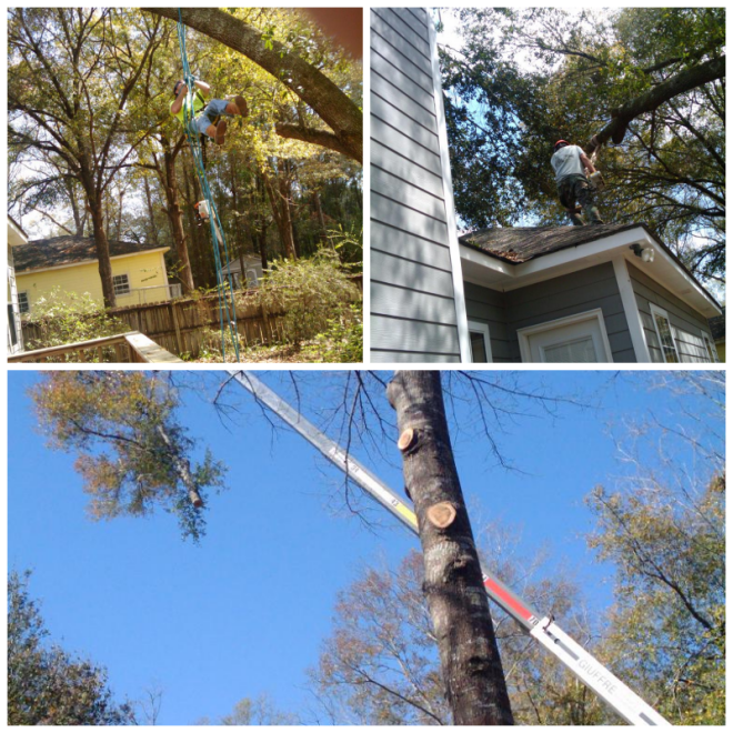 Review Cain's Tree & Landscape, Inc. image 40225