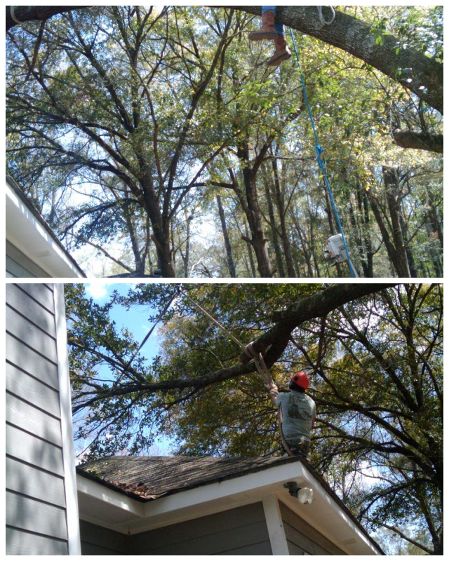 Review Cain's Tree & Landscape, Inc. image 40226