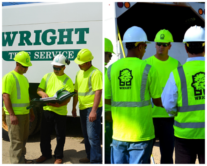 Review Wright tree service image 241325