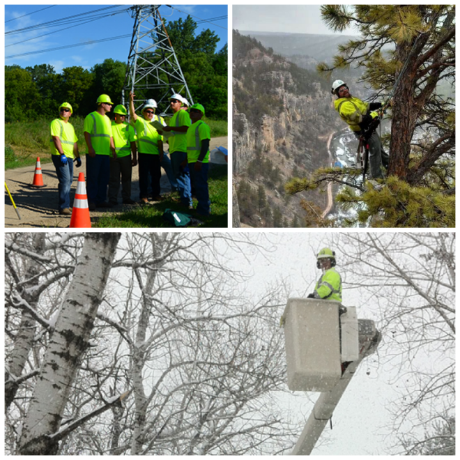 Review Wright tree service image 241326